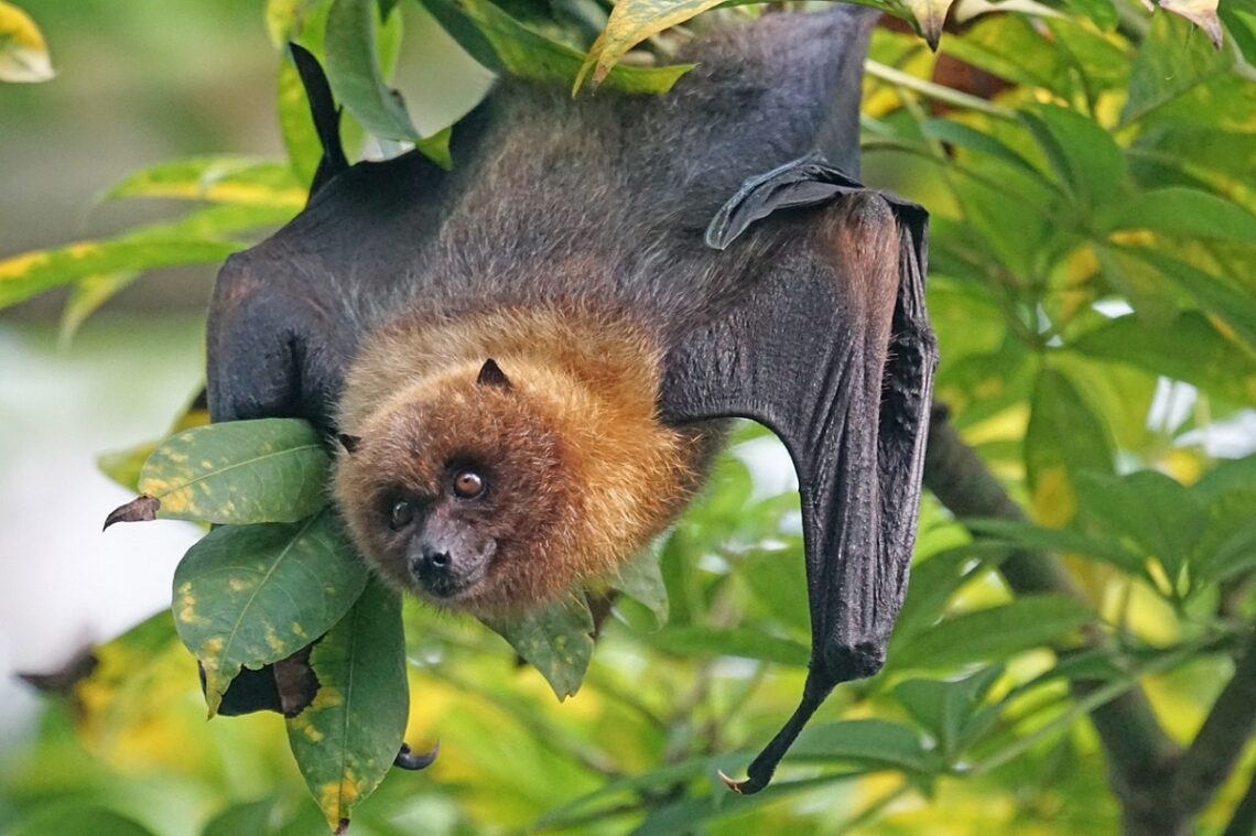 pipistrelli