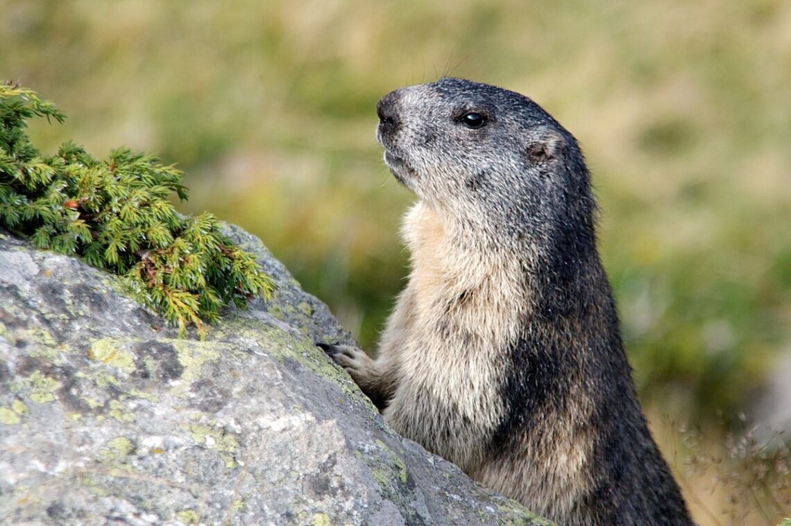 Caratteristiche, habitat e tutela della marmotta