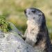 Caratteristiche, habitat e tutela della marmotta