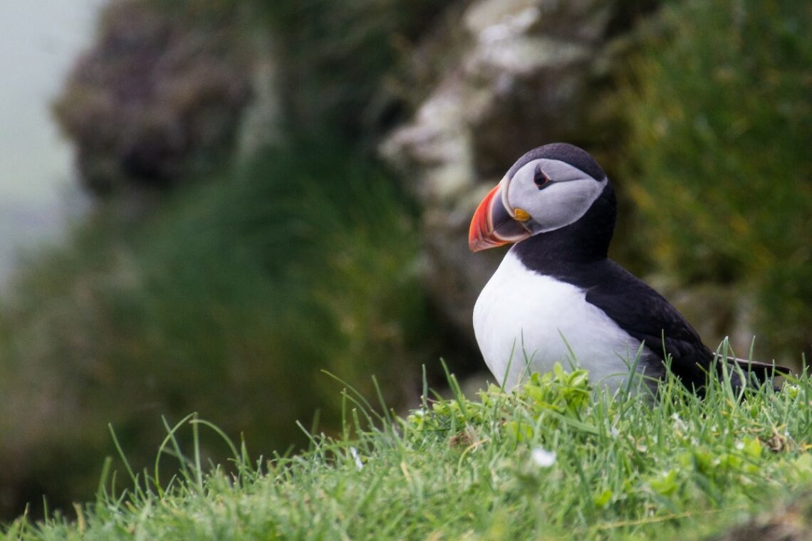 Isole Faroe: un esemplare di Puffino