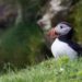 Isole Faroe: un esemplare di Puffino