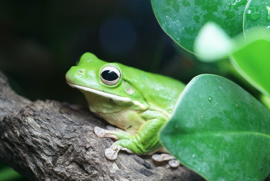 Significato psicologico del verde