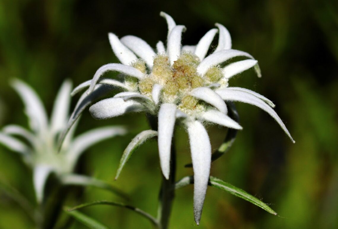 Stella alpina, fiore simbolo di resistenza