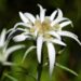 Stella alpina, fiore simbolo di resistenza