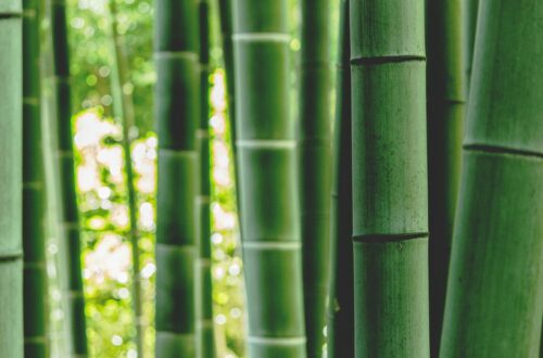 Uso del bambù nel Design