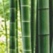 Uso del bambù nel Design