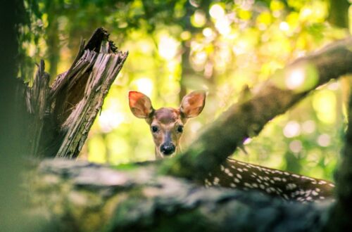 Bambi torna al cinema con un cast di animali veri