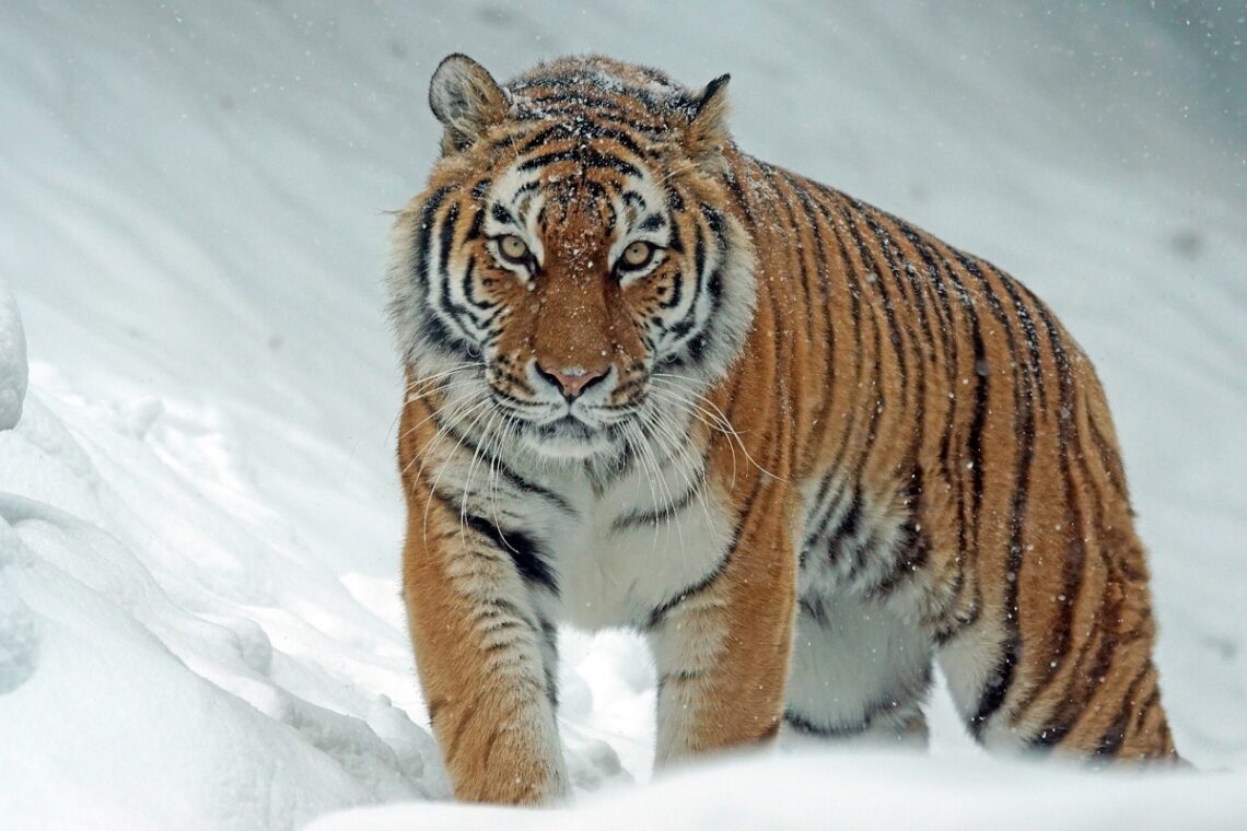 Giornata Mondiale della Tigre 2024