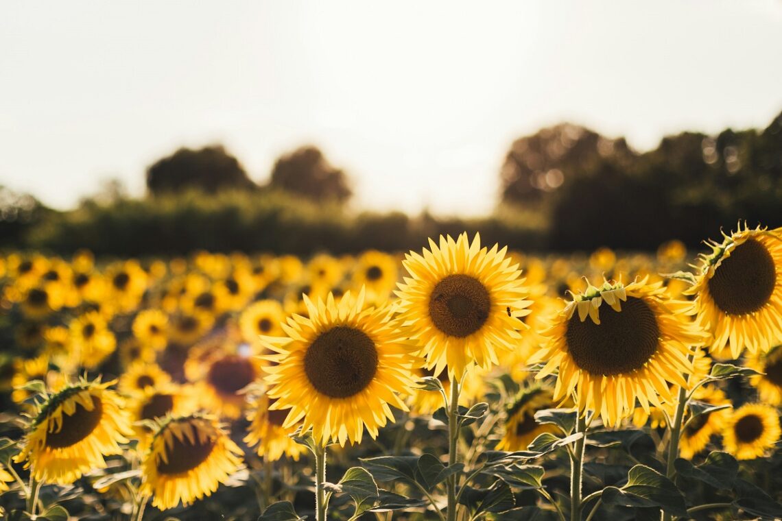 Da dove nasce la tradizione di Ferragosto?