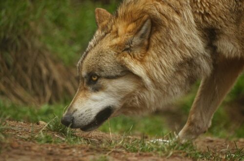 Il TAR di Bolzano blocca l'abbattimento di due lupi