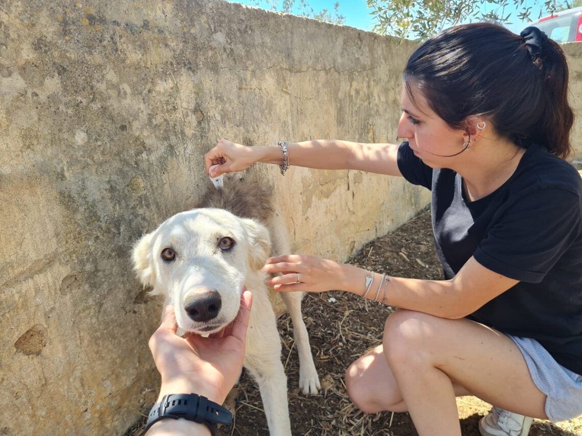 Volontari OIPA in strada per applicare antiparassitari a cani e gatti senza casa