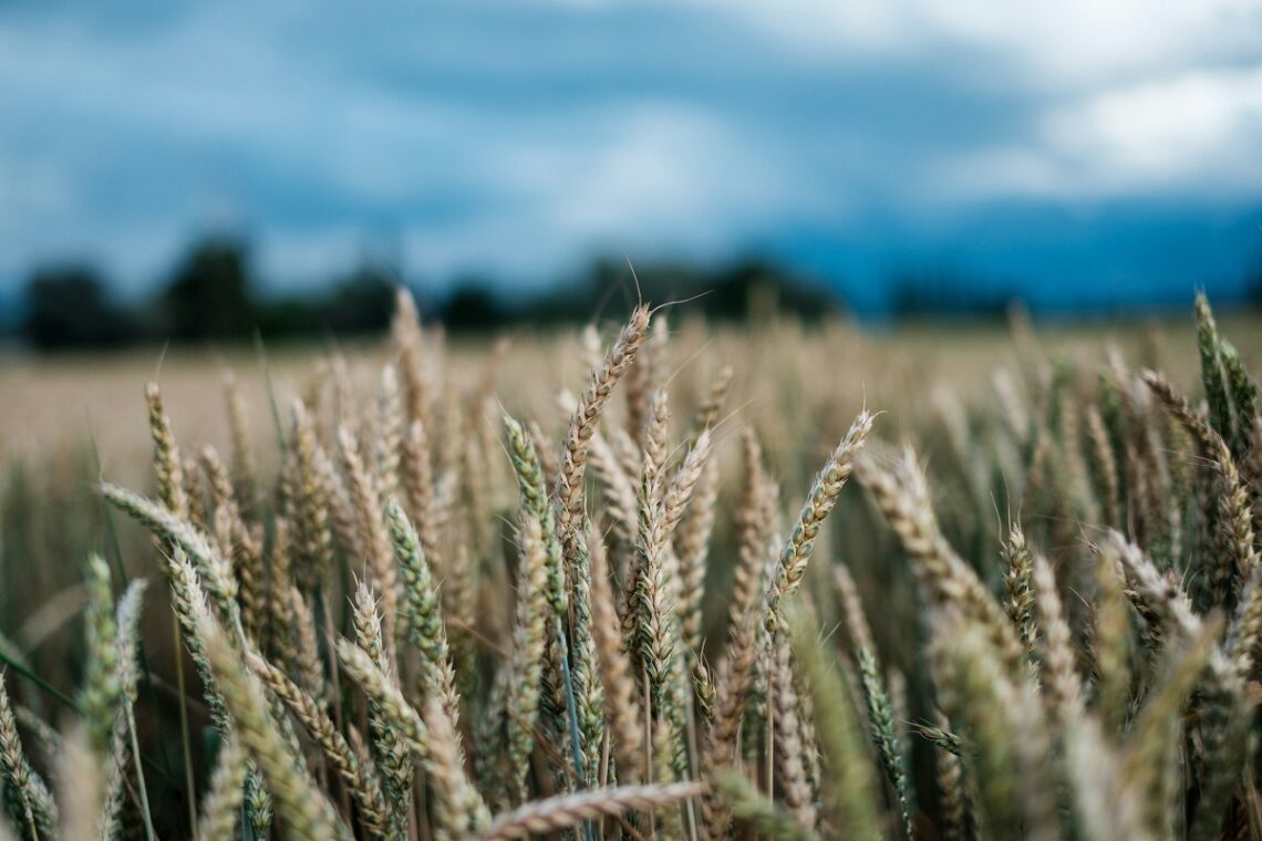 Le proposte del FederBio per il G7 Agricoltura