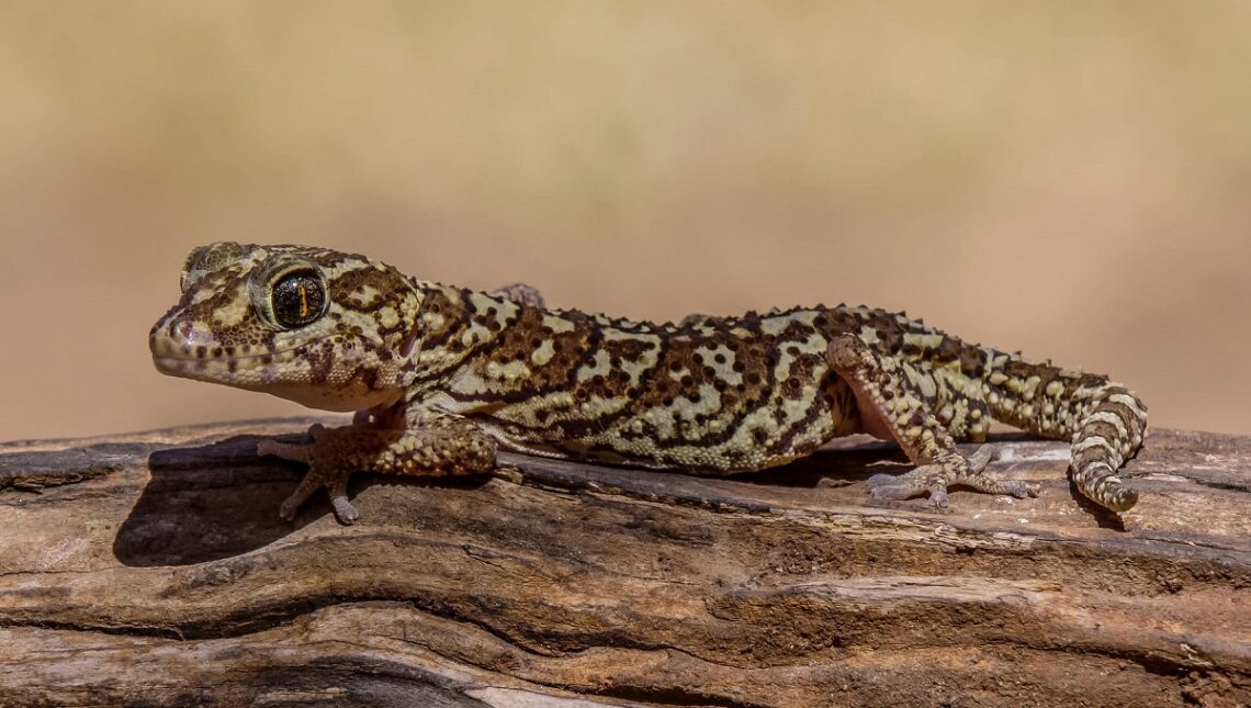 Come si nasconde un geko?