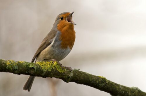 Natura in città: torna Urban Nature