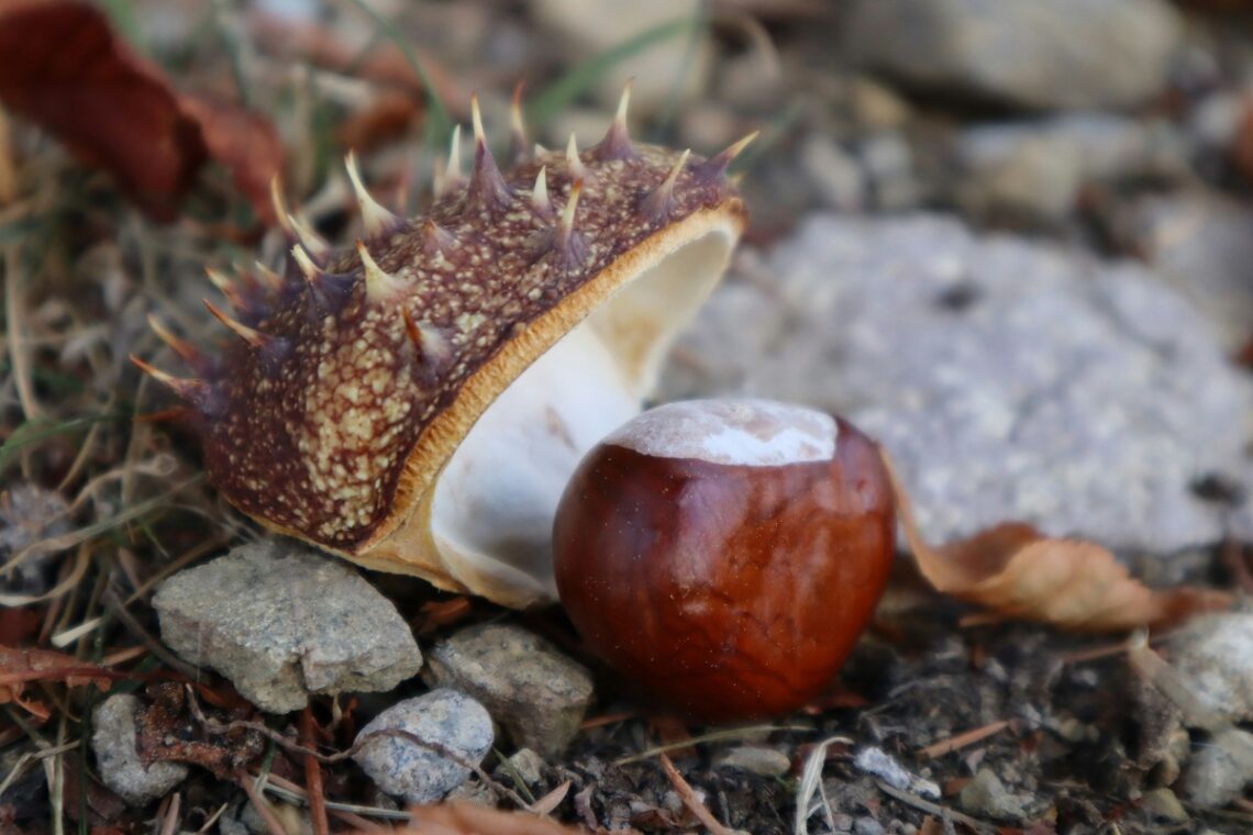 Come trovare le castagne