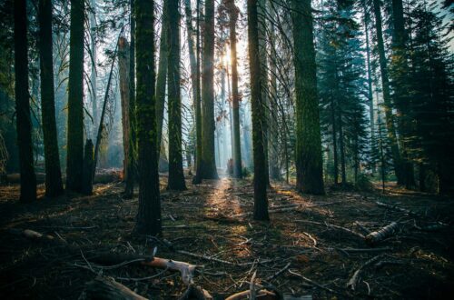 Perché gli alberi sono fondamentali per prevenire le alluvioni?