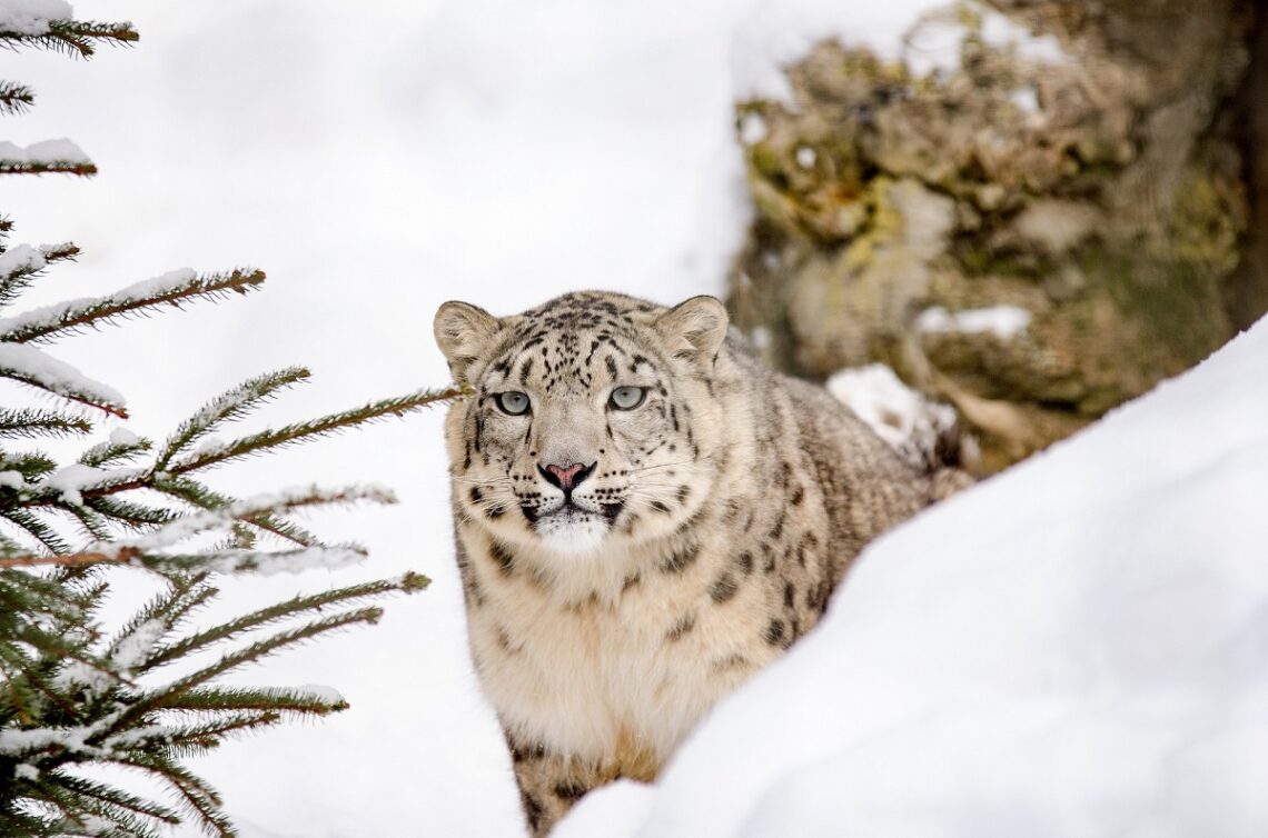 Giornata Mondiale del Leopardo delle Nevi: un richiamo per salvare il felino delle montagne