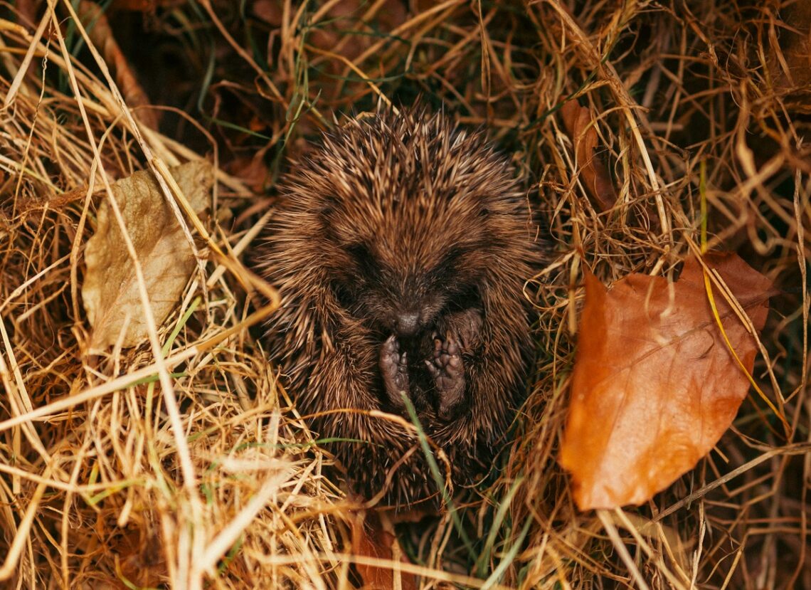 Letargo degli animali