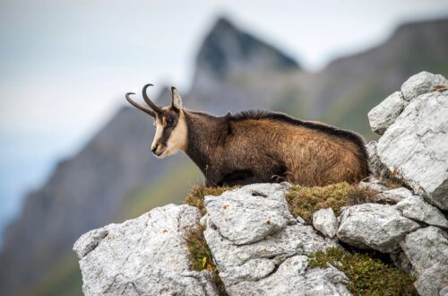 Caratteristiche del camoscio