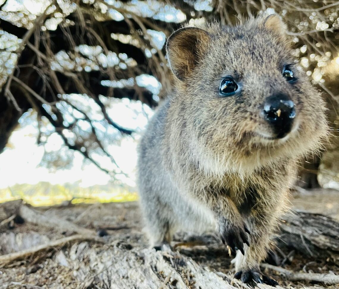 Caratteristiche del quokka