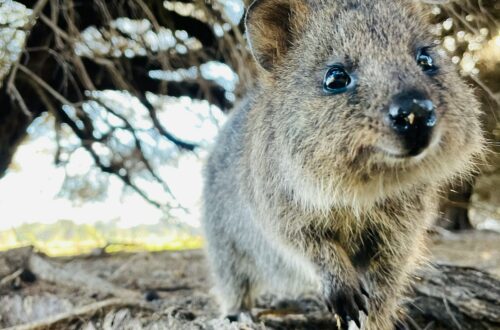 Caratteristiche del quokka