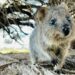 Caratteristiche del quokka