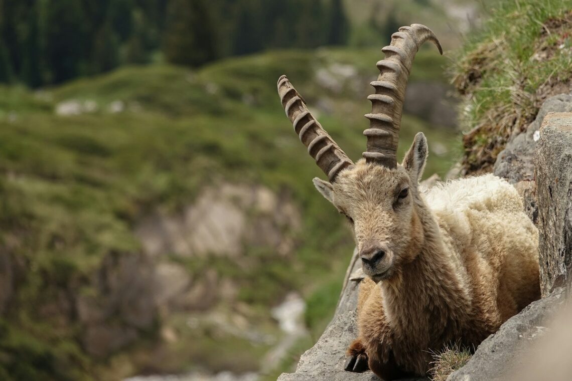 Esperienze montane da fare in Val d'Aosta