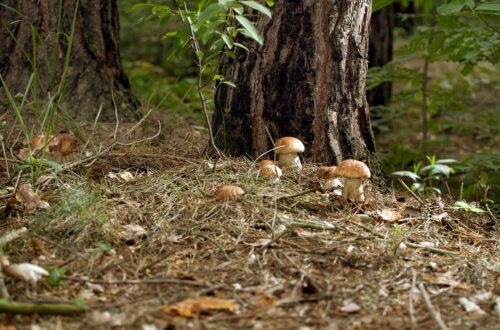 Come riconoscere i funghi commestibili