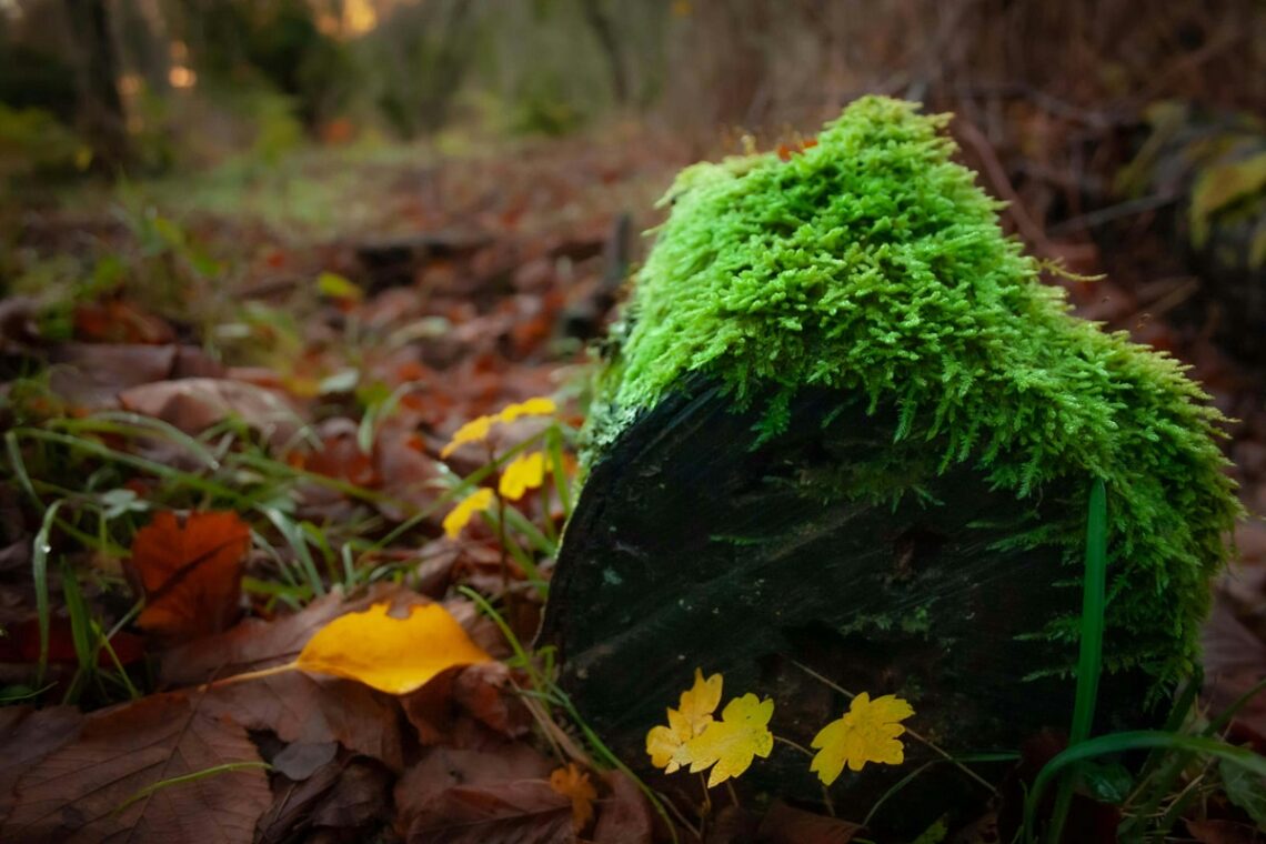 Ruolo ecologico del muschio