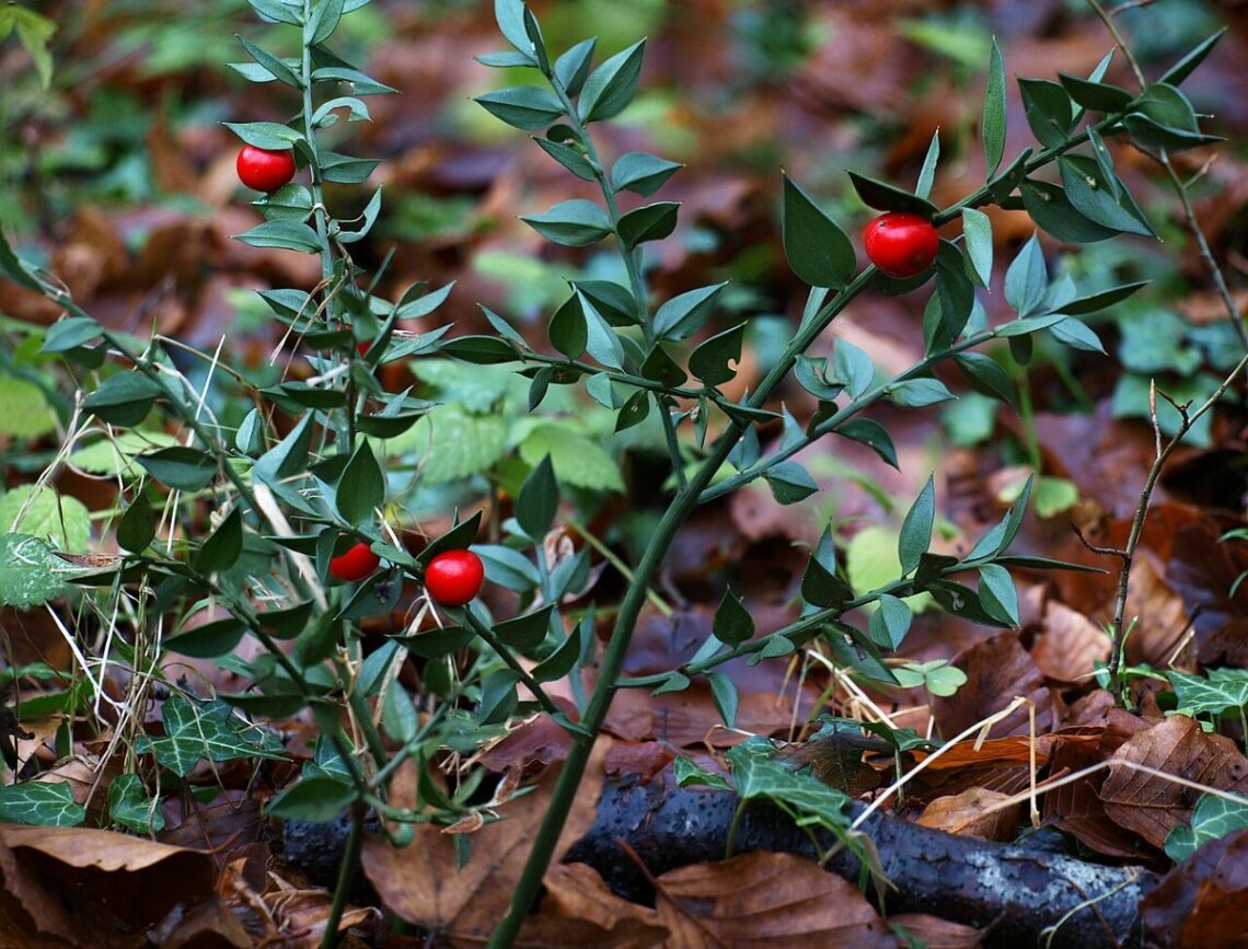 Pungitopo in natura