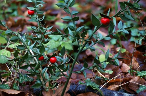 Pungitopo in natura