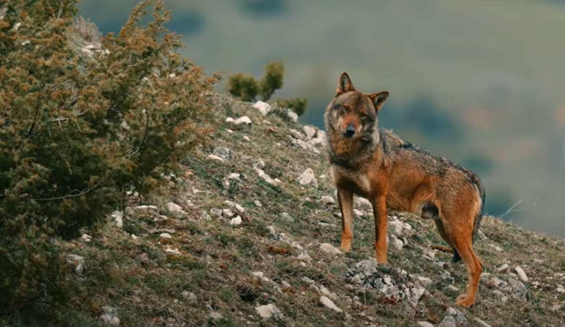 The Wolf Within di Federico Manneschi