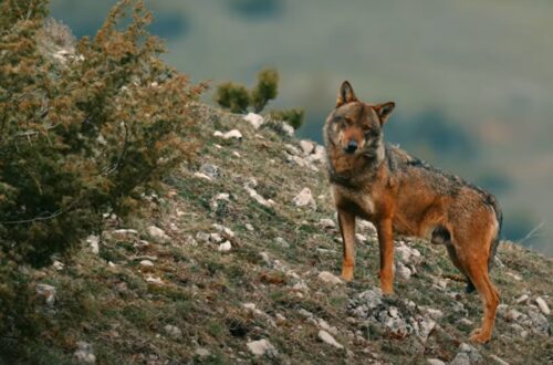 The Wolf Within di Federico Manneschi