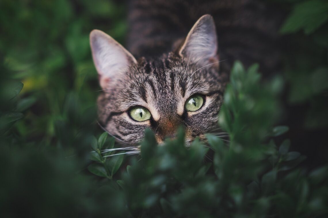 Come proteggere gli animali dai botti di Capodanno