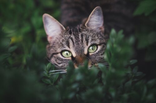 Come proteggere gli animali dai botti di Capodanno