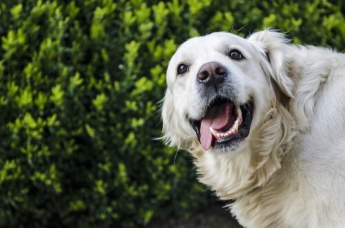 Caratteristiche del Golden retriever