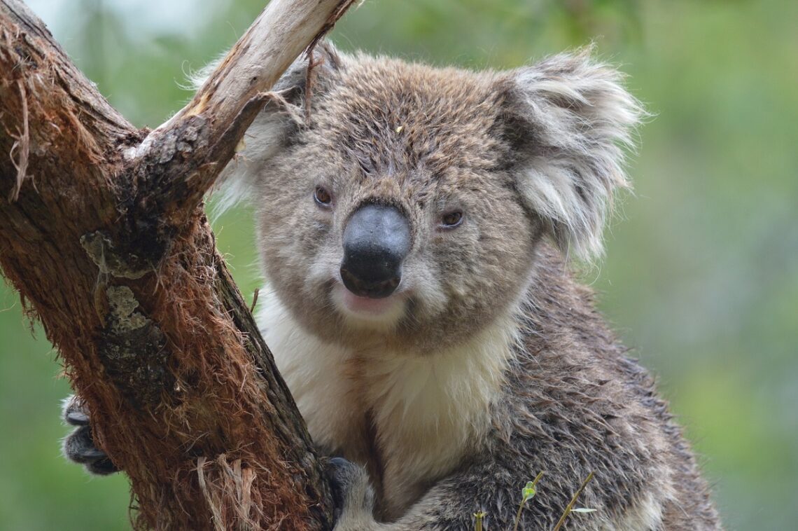 Caratteristiche, habitat e conservazione del koala