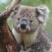 Caratteristiche, habitat e conservazione del koala