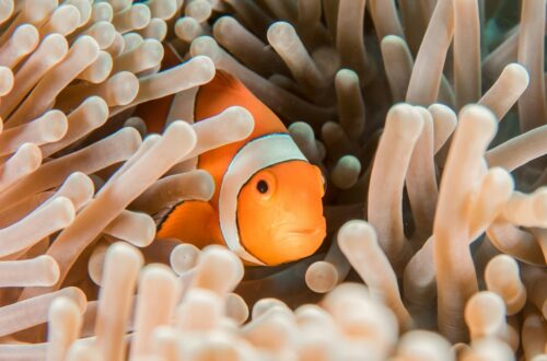 Caratteristiche del pesce pagliaccio