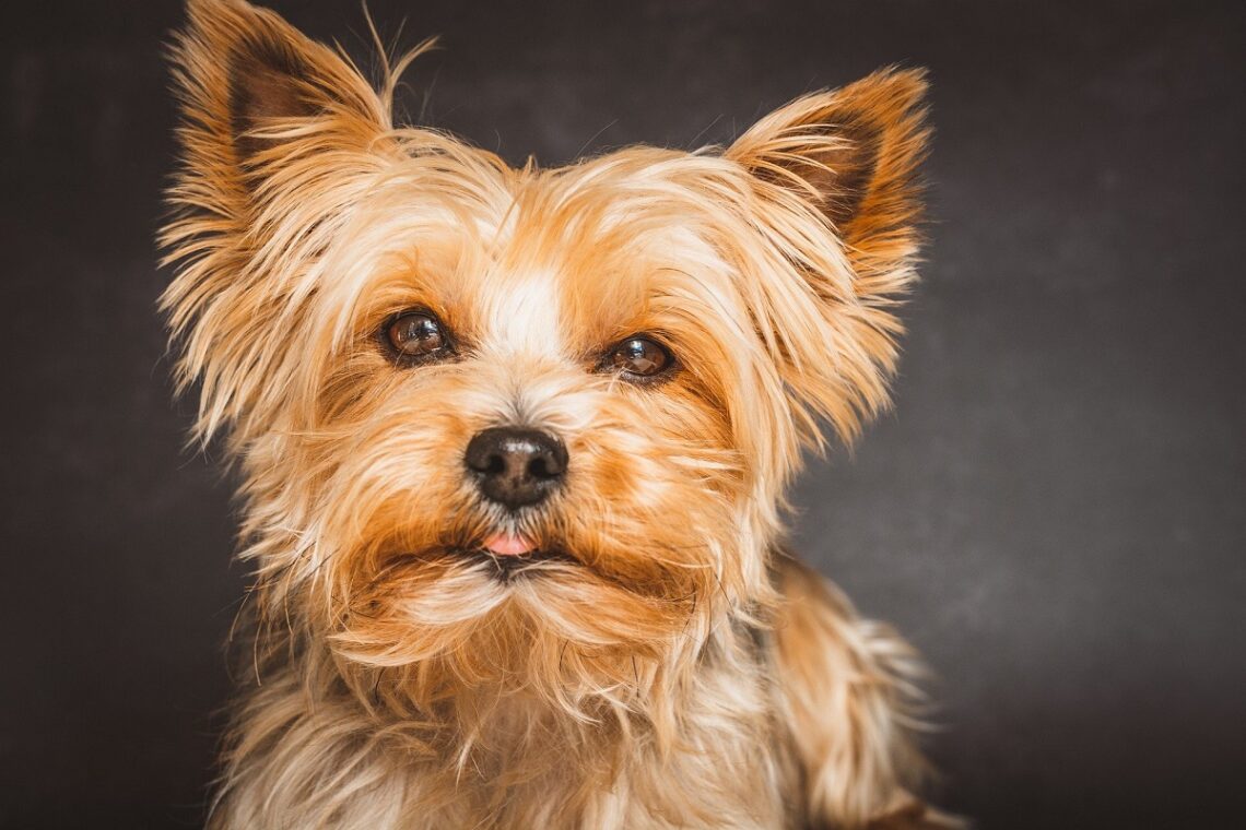 Yorkshire terrier: storia, caratteristiche e comportamento