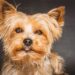 Yorkshire terrier: storia, caratteristiche e comportamento