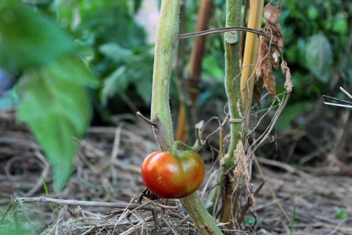 Come avviare una start-up agricola biologica in Italia