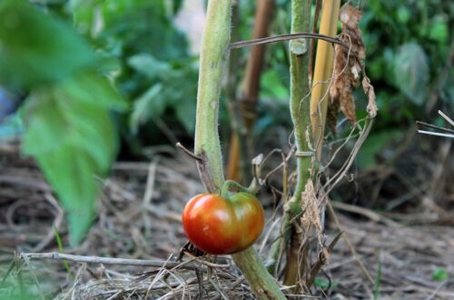 Come avviare una start-up agricola biologica in Italia