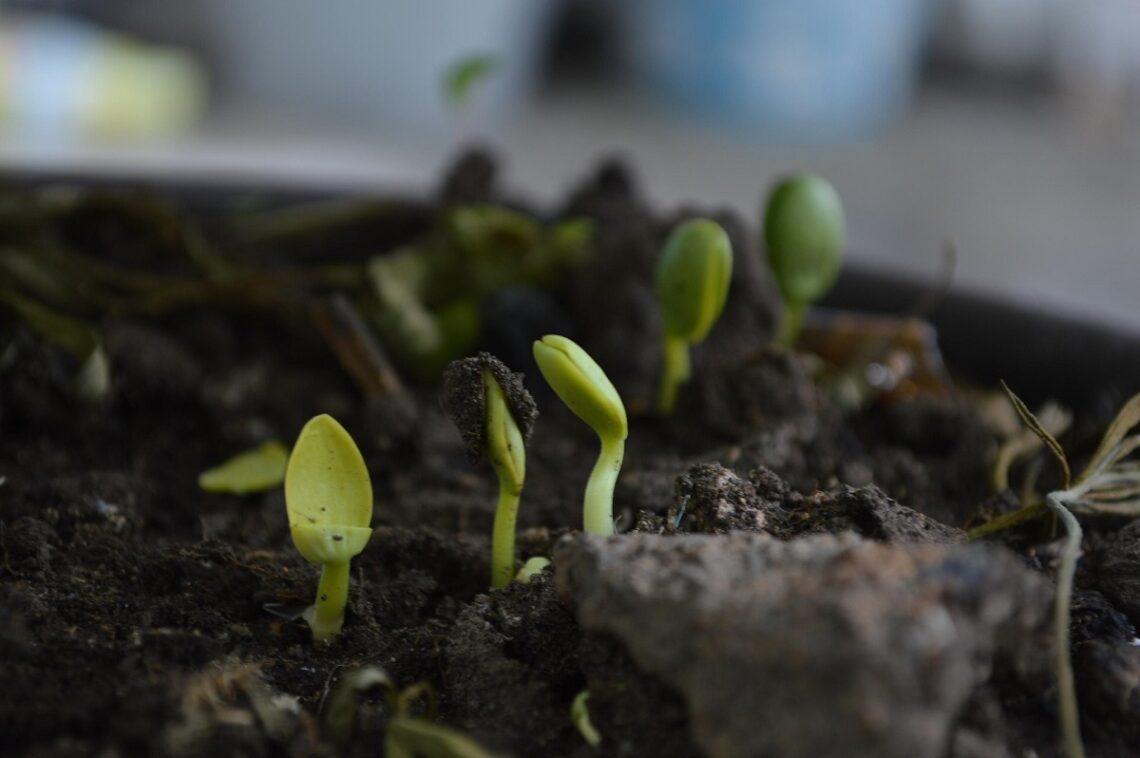 Tecniche di compostaggio urbano per appartamenti senza giardino