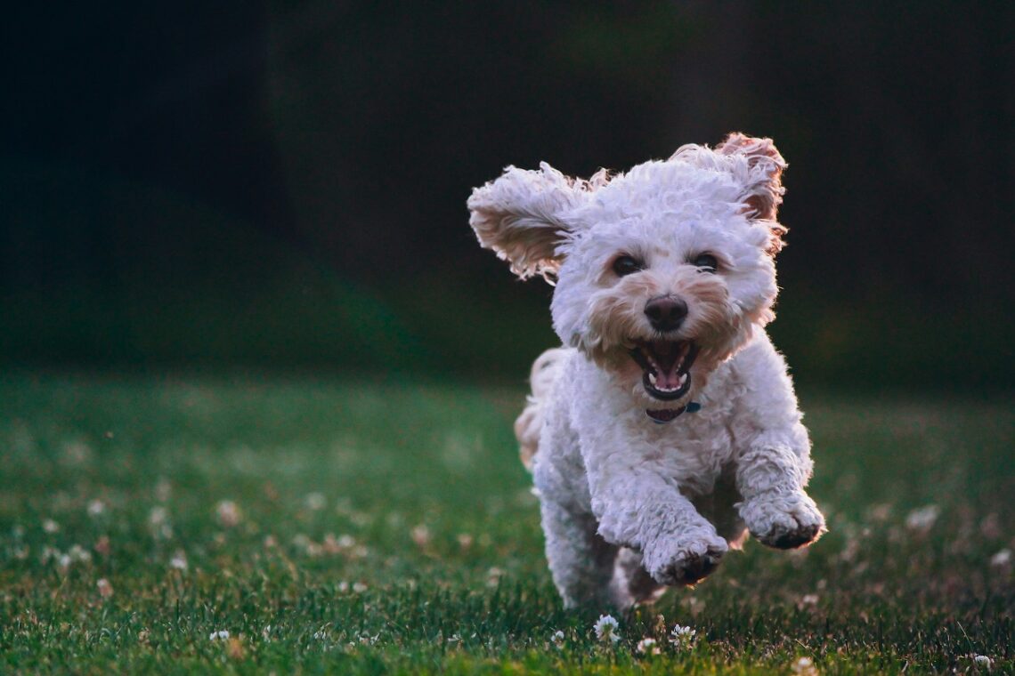 Come scegliere un'assicurazione per animali domestici in Italia