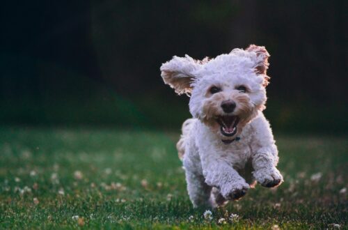 Come scegliere un'assicurazione per animali domestici in Italia