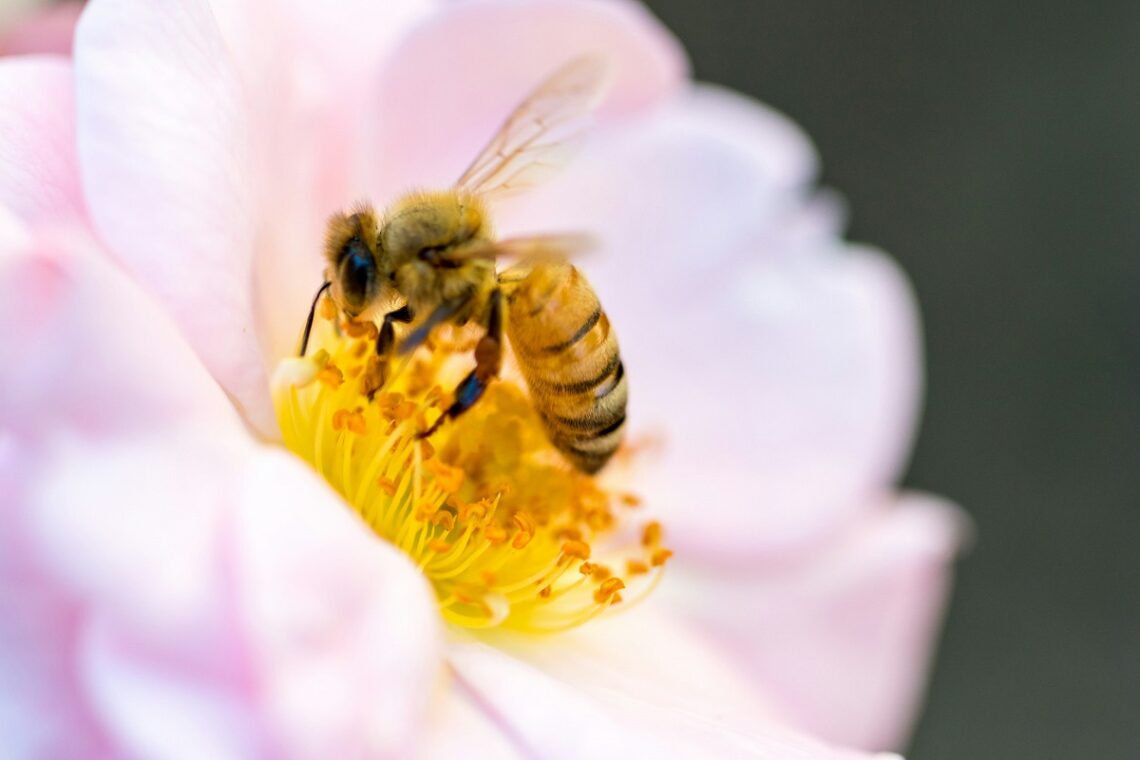 Biologia delle api