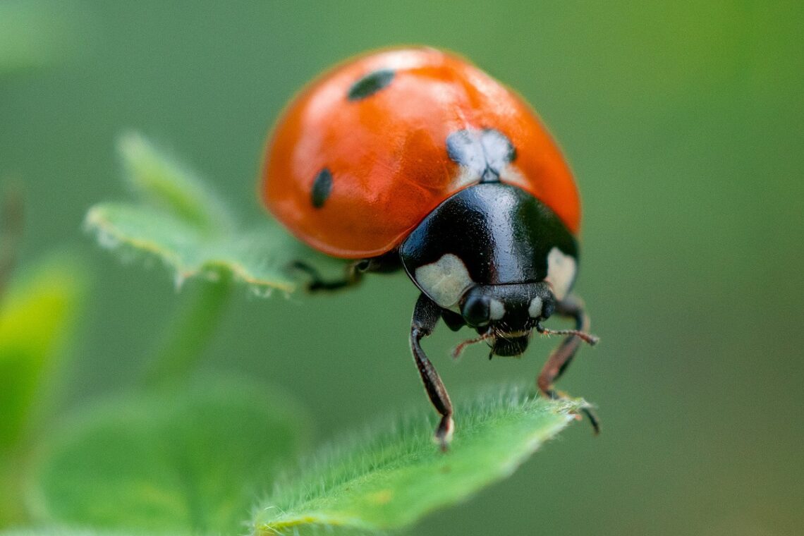 Coccinelle in pericolo