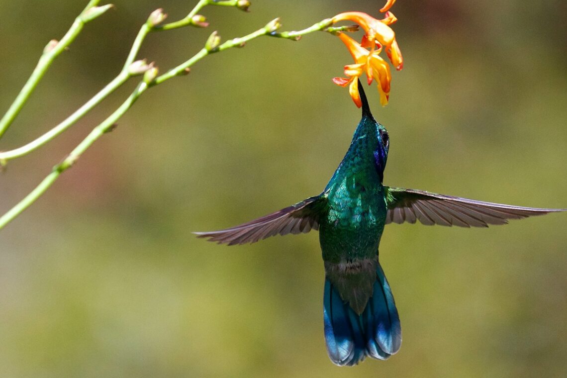 Adattamento dei colibrì