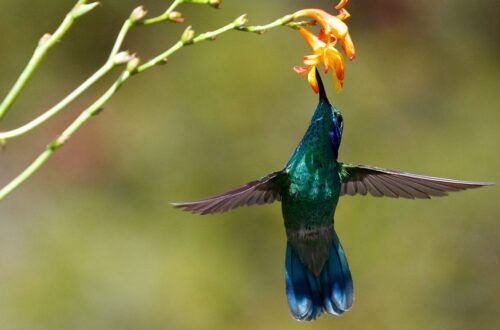 Adattamento dei colibrì